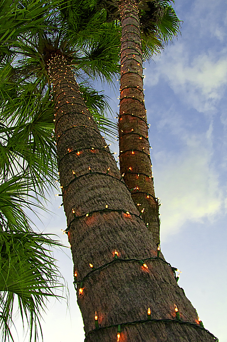 palm tree christmas lights wallpaper