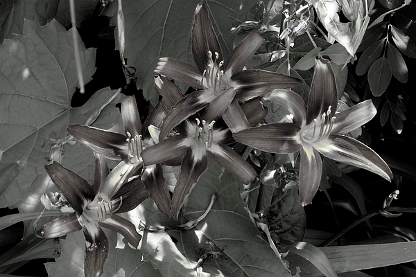 Monochrome Art