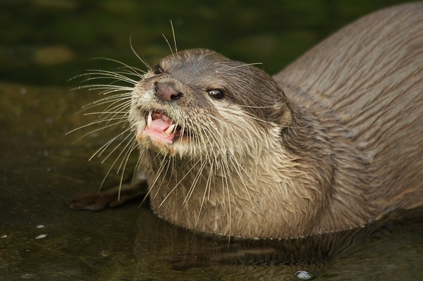 Giant river otter biting fish in river Throw Pillow