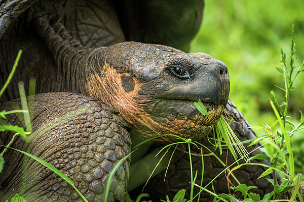 https://images.fineartamerica.com/images/artworkimages/medium/1/close-up-of-galapagos-giant-tortoise-eating-grass-nick-dale.jpg