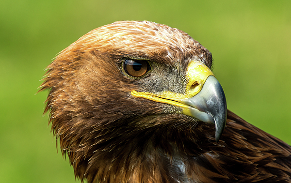 Close-up of golden eagle with turned head Fleece Blanket by Ndp - Fine Art  America