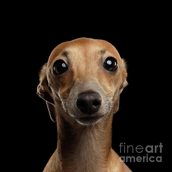 Sergey Taran - Closeup Portrait Italian Greyhound Dog Looking in Camera isolated Black