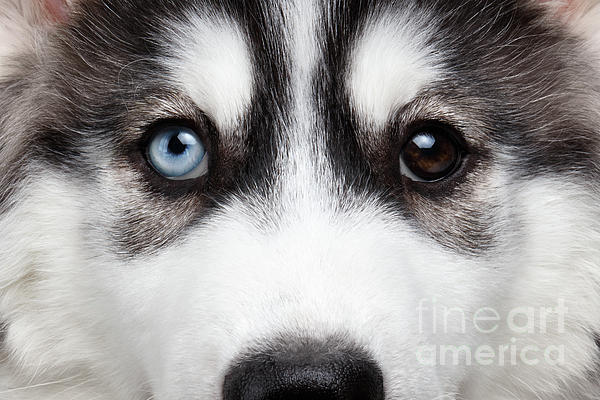 Sergey Taran - Closeup Siberian Husky Puppy Different Eyes