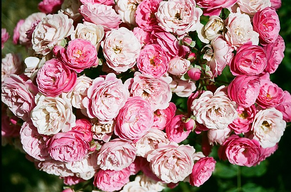 Cluster Of Roses Photograph