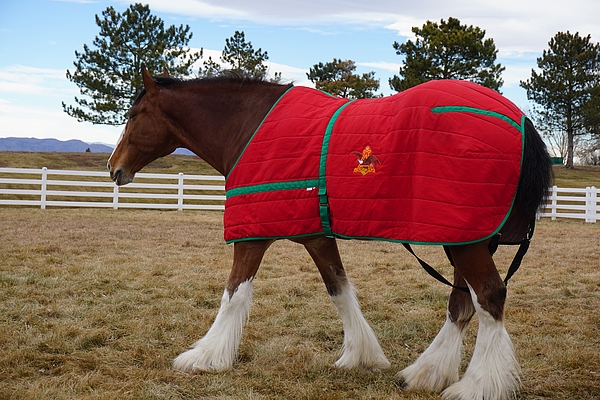 Clydesdale Horse Coat Greeting Card