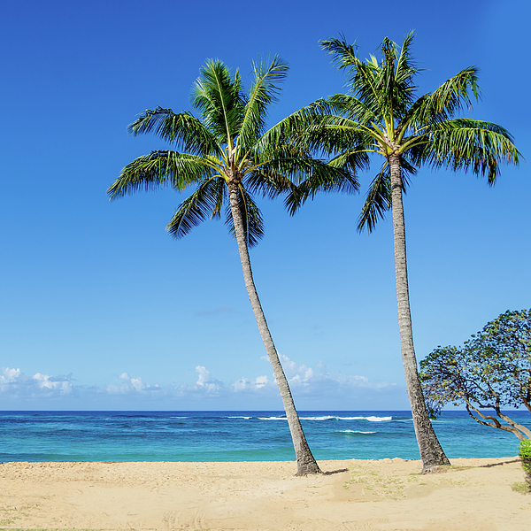 Coconut Palm Trees On The Hawaiian Beach Throw Pillow for Sale by Elena ...