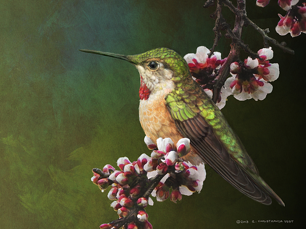 R christopher Vest - Colorado Hummingbird Portrait