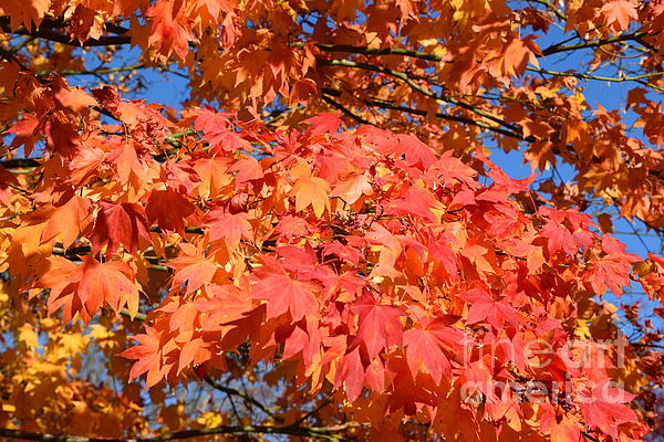 Deborah A Andreas - Colorful Maple Tree