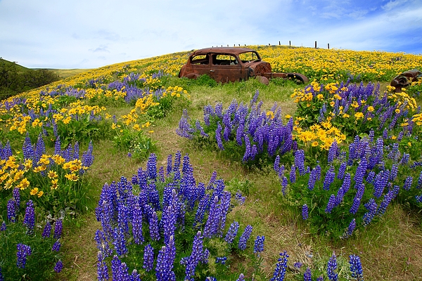 Lynn Hopwood - Columbia Hills wildflowers