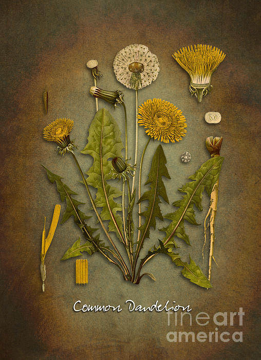 Common Dandelion Digital Art