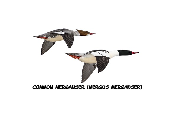 Common Mergansers  Isolated 2014-1 Photograph