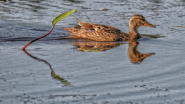 Duck Photographs