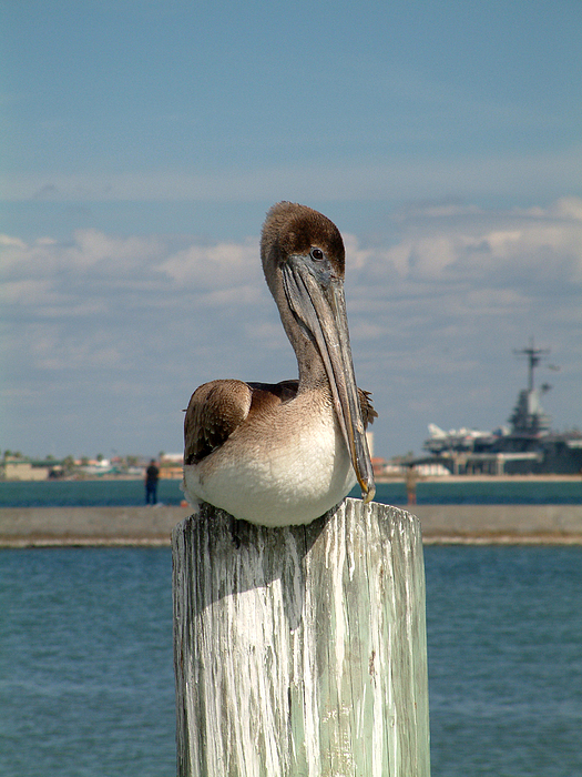 Corpus Christi Pelican Photograph