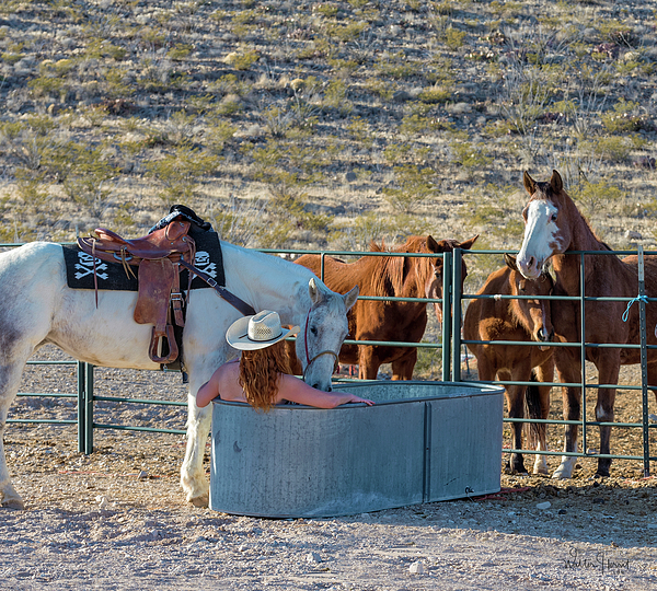 Horse Photographs