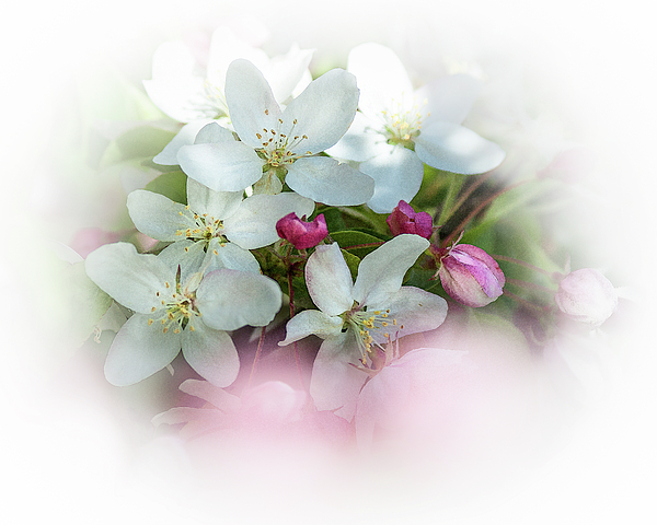 Julie Weber - Crabapple Blossoms 3 -