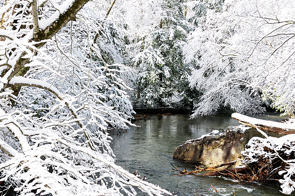 Cranberry River With Fresh Snow Photograph