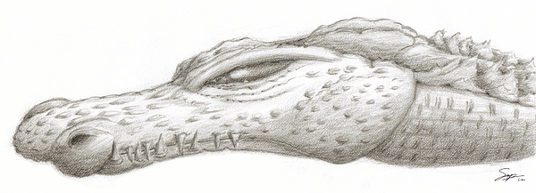 Alligator Drawings
