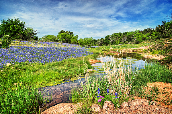 Wildflower Art