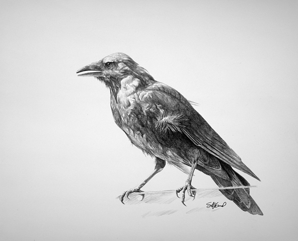 crow drawing steve goad