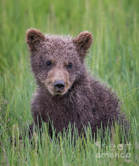 Grizzly Bear Cub T-Shirts for Sale - Pixels