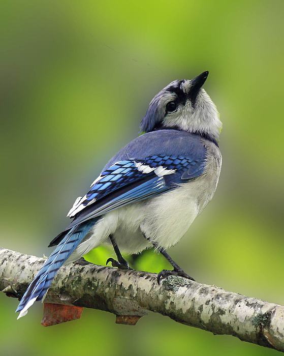 Curious Blue Jay Baby Onesie