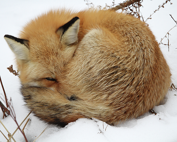 Doris Potter - Curled Up Fox