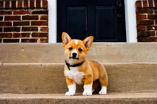 Corgi best sale hand towels