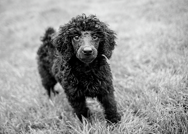 Poodle towels best sale