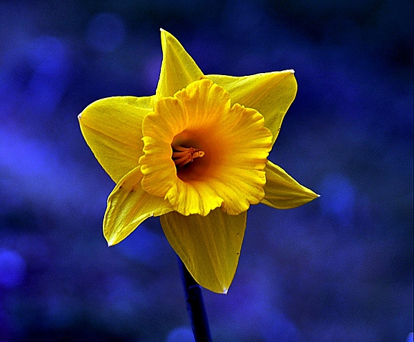 John Hughes - Daffodil