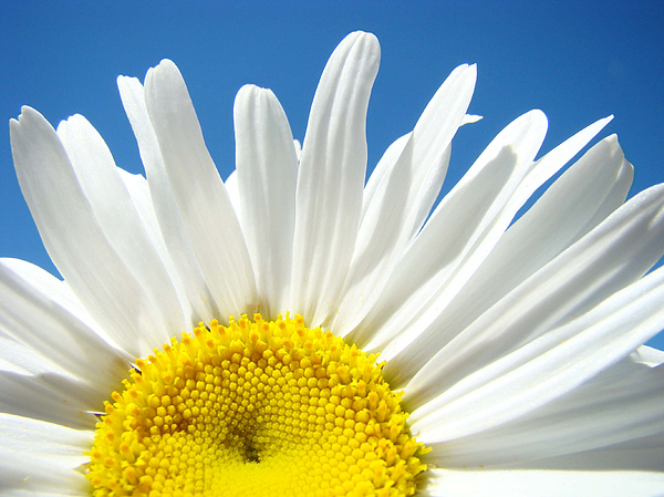 Daisy Art Prints White Daisies Flowers Blue Sky Photograph