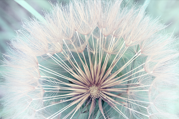 Terry Davis - Dandelion Closeup