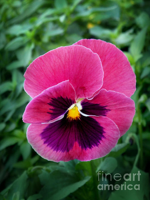 Pink store Pansy