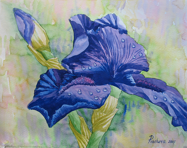 Natalia Piacheva - Dark Violet Iris. 2007