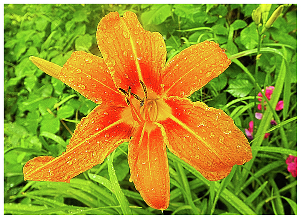 Flower Photographs