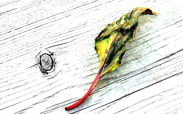 Natural Art