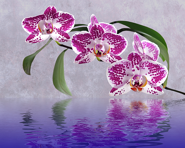 Gill Billington - Deep Pink Orchid Reflections