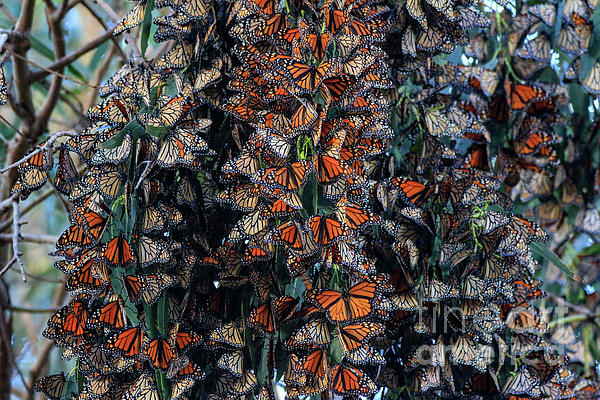 Insects Art