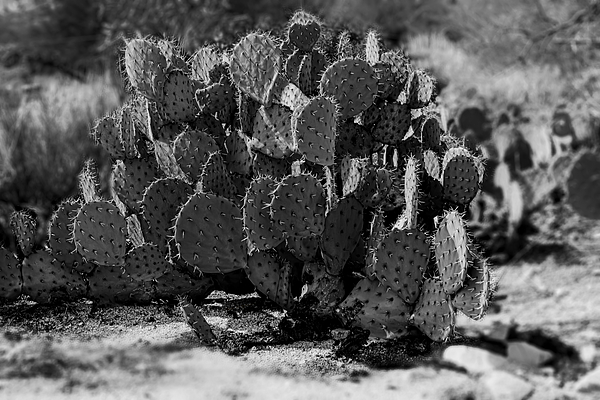 Desert Prickly-pear No7 Photograph