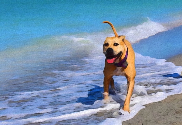 Dog Running on Beach T-Shirt by Linda Roisum - Fine Art America