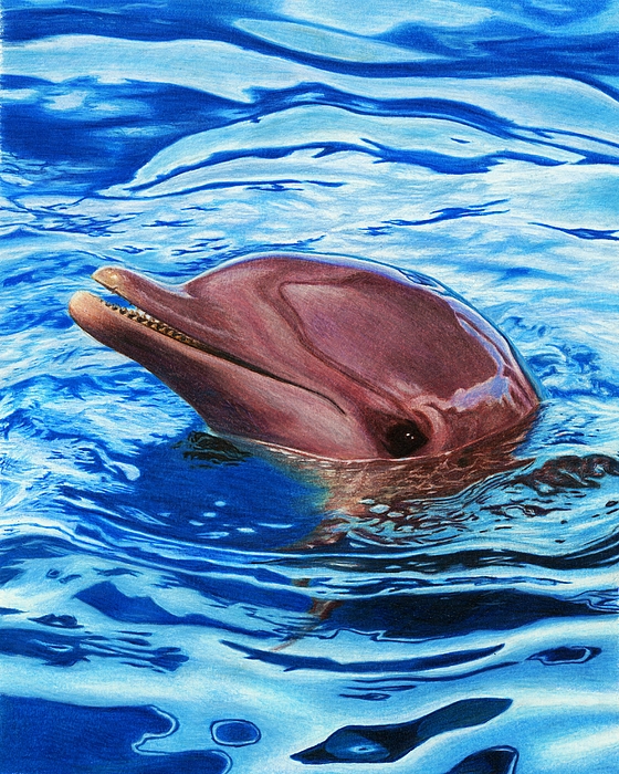 https://images.fineartamerica.com/images/artworkimages/medium/1/dolphin-corrina-thurston.jpg