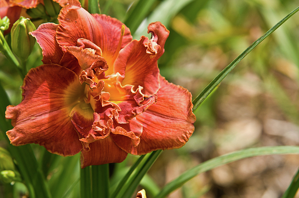 Double Ruffle Tangerine Lily Photograph