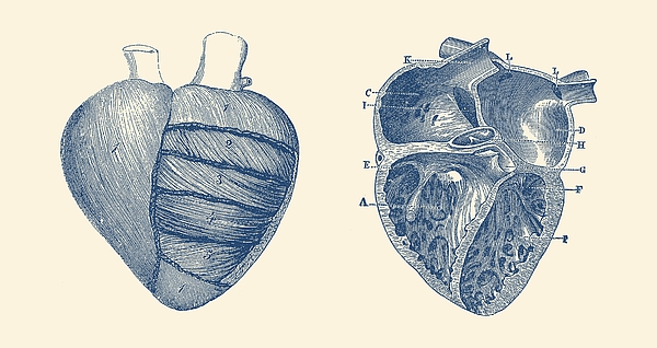 Simple Human Heart - Dual View - Vintage Anatomy Poster Weekender