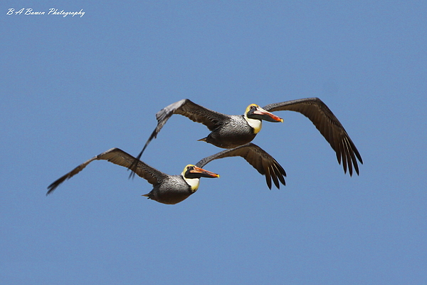 Duel Pelicans In Flight Photograph