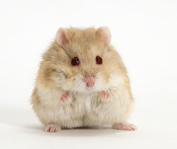 My Russian dwarf hamster, Scabbers. :) (He's eating a corn flake