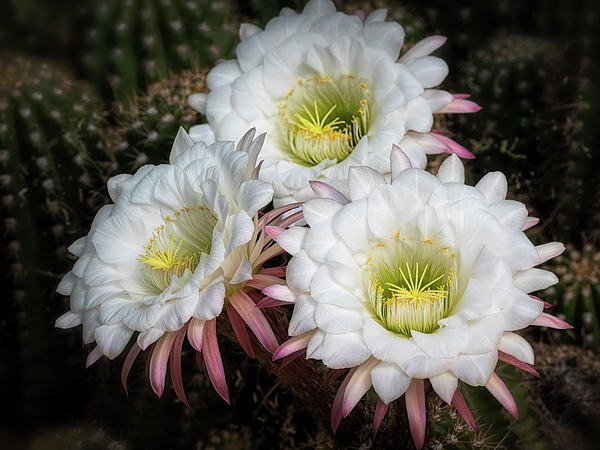 https://images.fineartamerica.com/images/artworkimages/medium/1/echinopsis-candicans-the-argetine-giant-saija-lehtonen.jpg