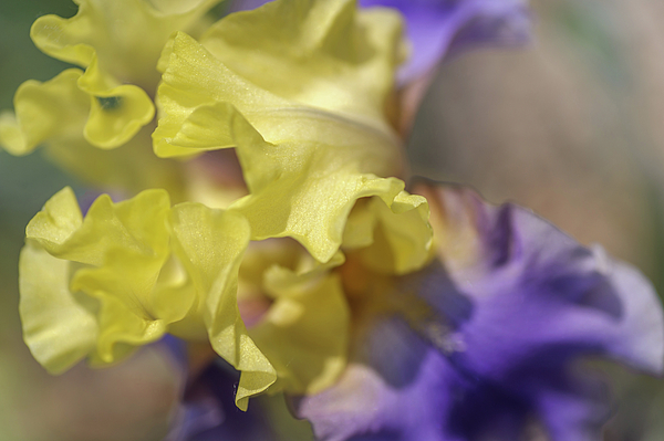 Edith Wolford Macro. The Beauty of Irises Fleece Blanket by Jenny