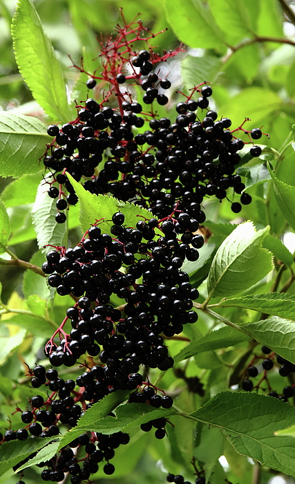 https://images.fineartamerica.com/images/artworkimages/medium/1/elderberry-jeff-townsend.jpg