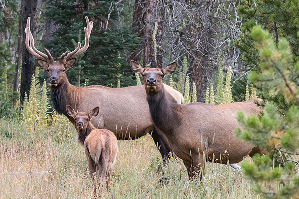 Elk Family Portrait Throw Pillow for Sale by Tony Hake