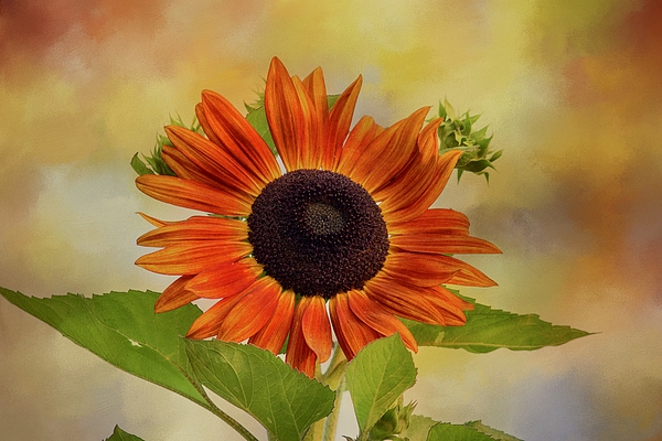 Lynn Hopwood - End of summer sunflower
