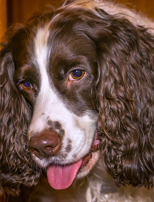 Springer spaniel outlet duvet cover